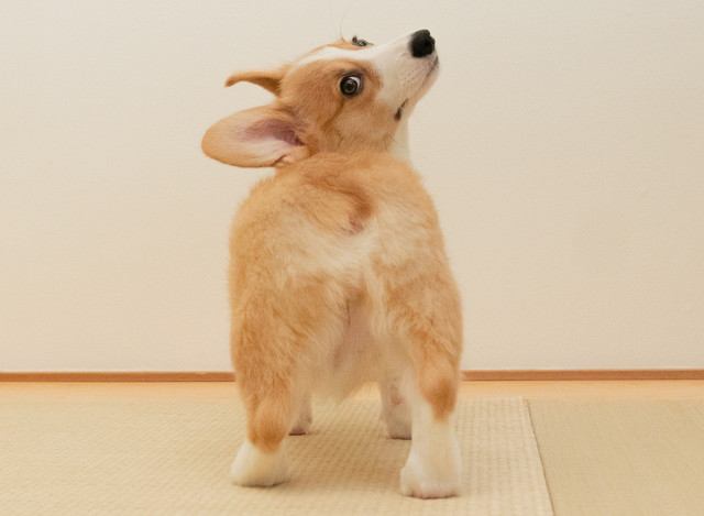 犬が飼い主に『お尻をぶつけてくる』心理４選！実は愛情表現だって知ってた？♡