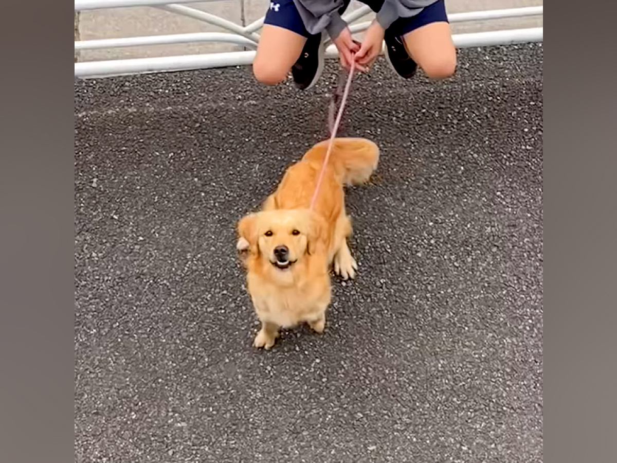 入院中、面会禁止の息子が大型犬と一緒に会いに来てくれて…涙あふれる『窓際から見えた光景』が1129万再生「愛が伝わる」「特効薬」と感動