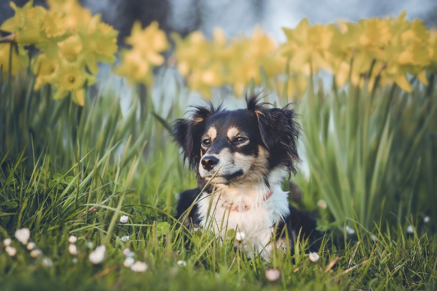 私の母が犬を飼わない理由