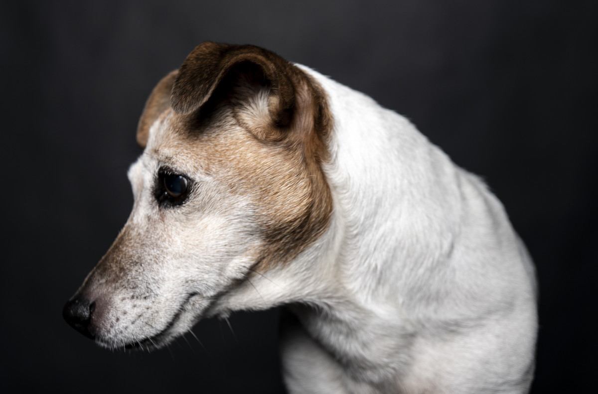 【誤食事故】命の重さを理解してない飼い主とウィペット兄弟犬