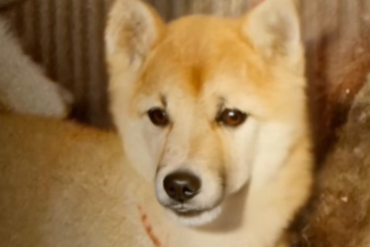 44年前、使い捨てカメラで撮影された犬→AI技術によって…まるで『再会を果たしたかのような光景』が20万再生「涙が出た」「すごい時代」