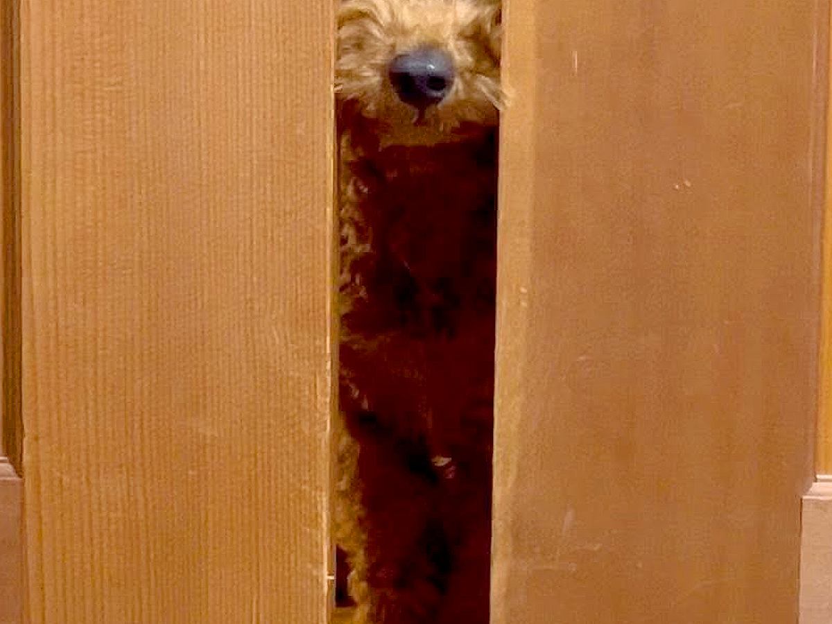 食中毒で寝ているパパ→犬が部屋に来て…心配して見せた『まさかの光景』に称賛「入ってきちゃうの感動」「パパ大丈夫？って声かけてるみたい」