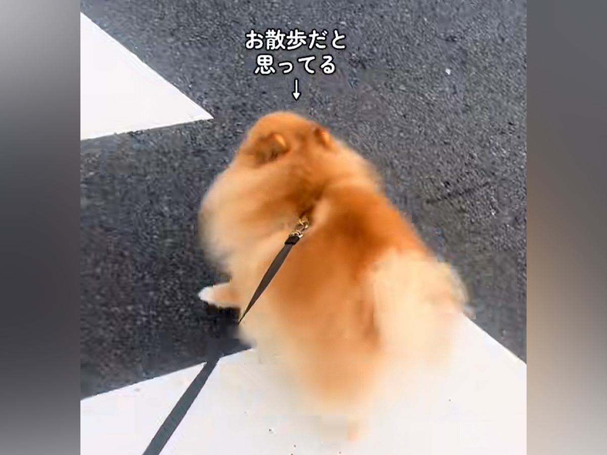 『お散歩だ！』とウキウキのポメラニアン→行き先が『病院』と気付いた瞬間に…まさかの逃亡を図る光景が118万再生「わかりやすｗｗ」と爆笑