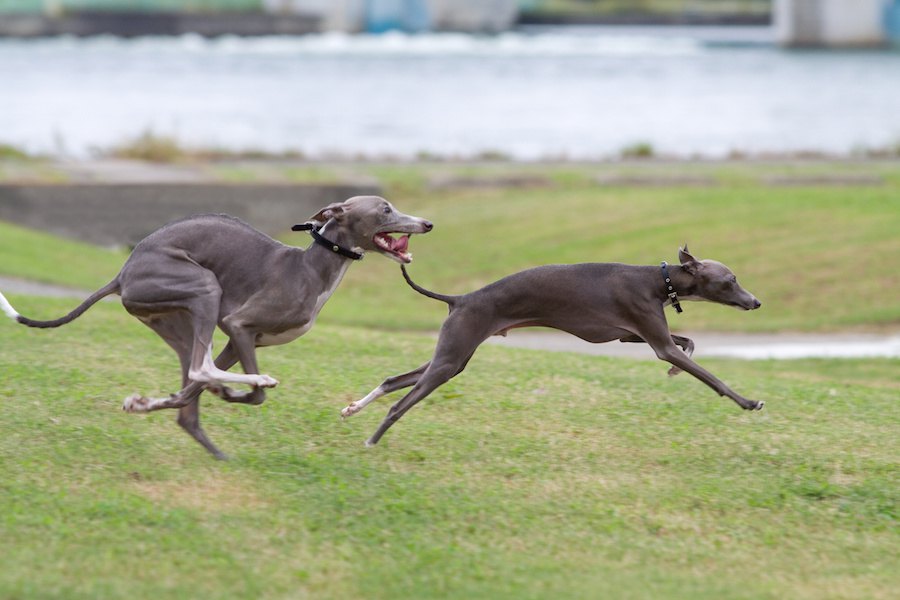 狩猟犬「視覚ハウンド」とは？飼い方から特徴・歴史・気質を解説