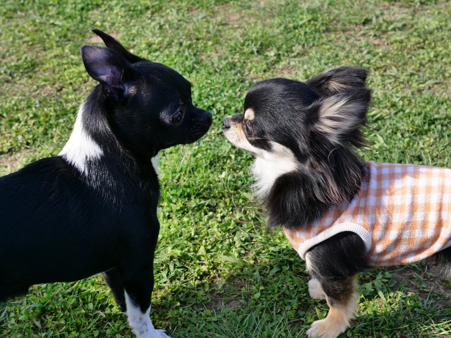 愛犬が他の犬と仲良くできない理由２つ！どうすれば仲良くなってくれるの？