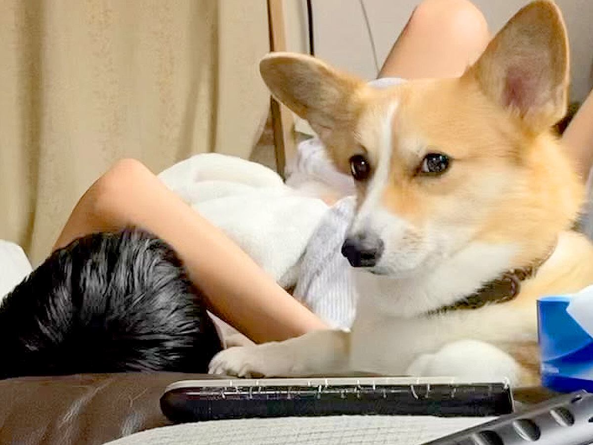 男の子が体調不良でダウン→ソファで眠っていたら、犬が…まるで母親？心配で見せた行動が34万再生「心配なの伝わる」「母がふたり」と絶賛