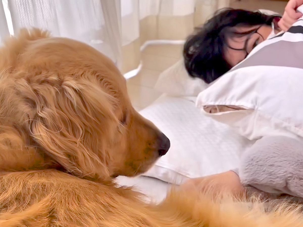 高熱で寝込む女の子→大型犬が様子を見に来て…普段は絶対にしないという『優しすぎる行動』が16万再生「ほんとに愛おしい」「愛を感じる」