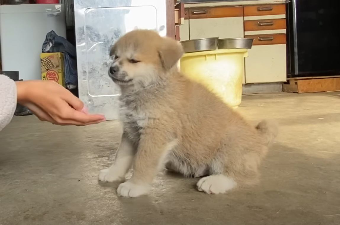 『可愛すぎて言葉が出ない…』よちよち歩く秋田犬の赤ちゃんに「コロコロした感じがたまらん」「動くぬいぐるみ」の声多数