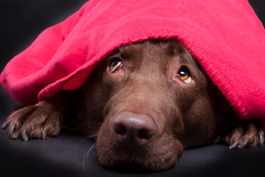 犬が地震や雷で怯えているとき、飼い主にできる２つのこと