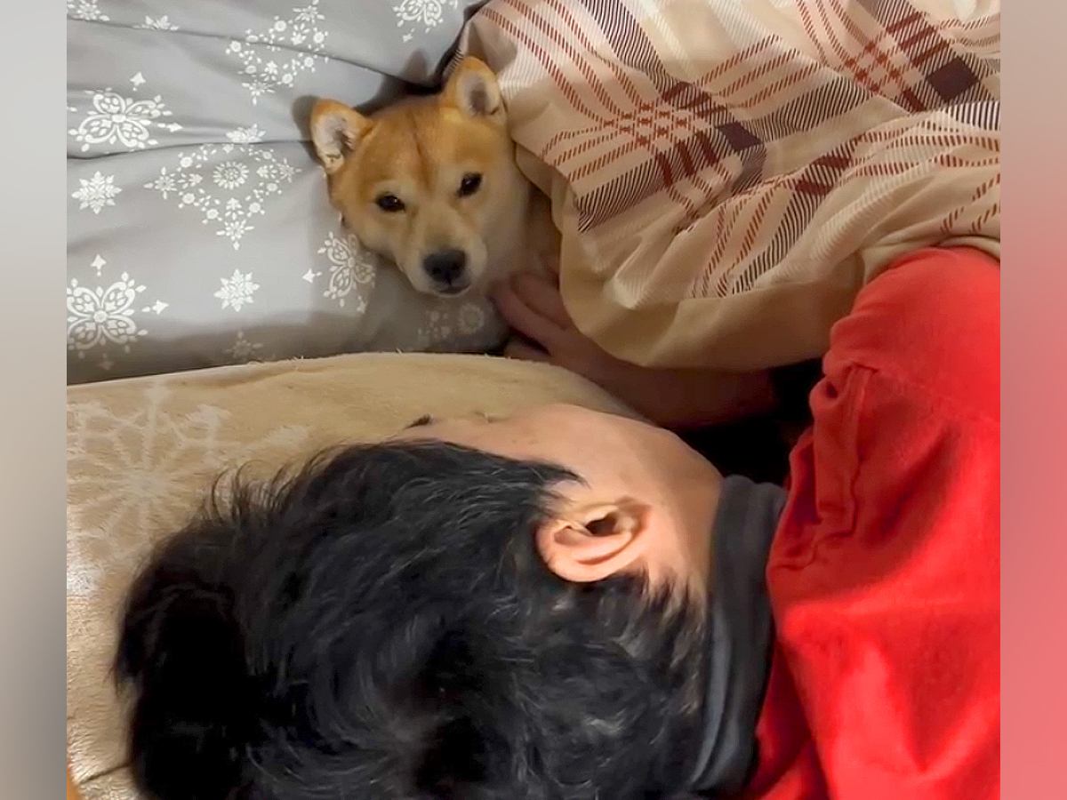 『ガンを患っている夫』闘病生活の最中、2匹の犬が…涙腺崩壊する『いつでもそばで見守る光景』に「尊い、泣けてきた」「一心同体」と反響