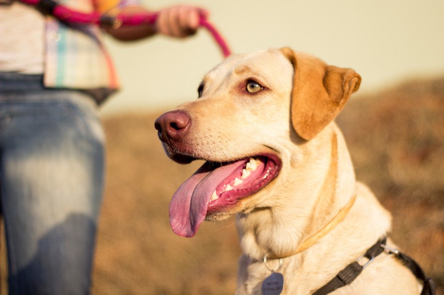 犬の「リーダー論」は間違っているのか？