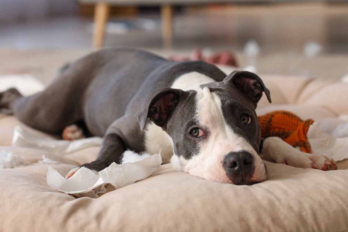 犬の近くに置くと『危険なもの』5選　愛犬が事故に遭わないようにするための対策とは？