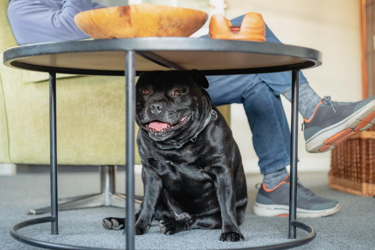 犬がテーブルやソファなどの家具の下に潜るのはなぜ？5つの心理と注意すべきポイント