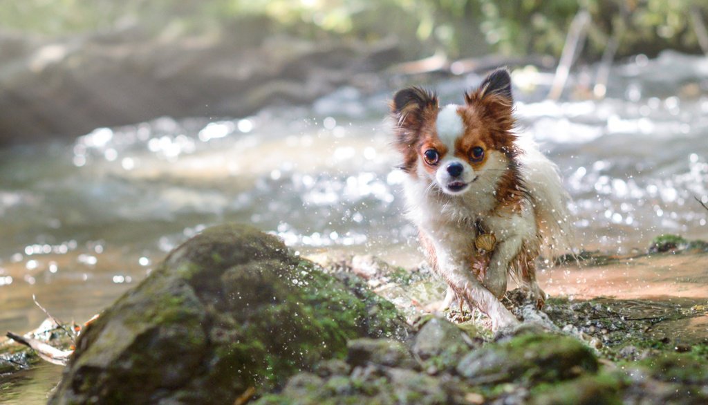 千葉県 愛犬と楽しめるおすすめスポット「粟又の滝」