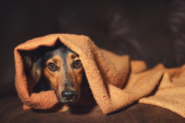 犬の「騒音に対する感受性」と「体の痛み」の相関関係についての研究結果