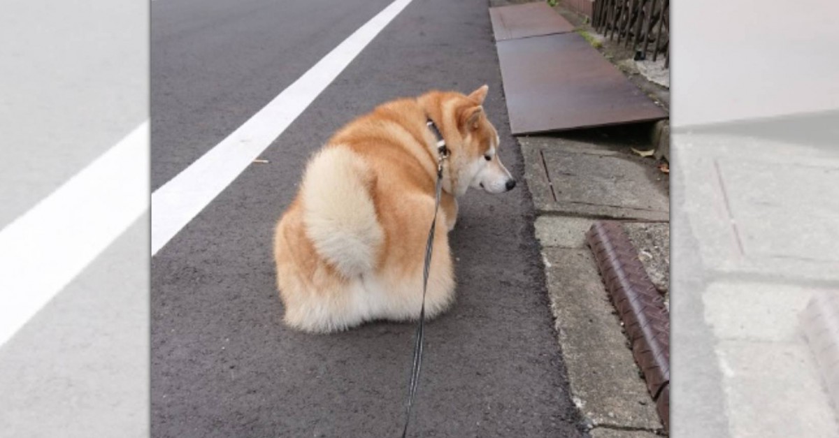 「面倒くさっ…」真面目にお散歩をしない柴犬さんのお姿にネット民爆笑！