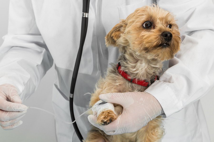 犬の『要麻酔』する？しない？手術の際に飼い主が考えるべきこと、リスクとの向き合い方まで【現役獣医が解説】