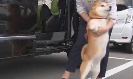 早く早くぅ～！車から華麗に降りてお散歩を楽しむ柴犬