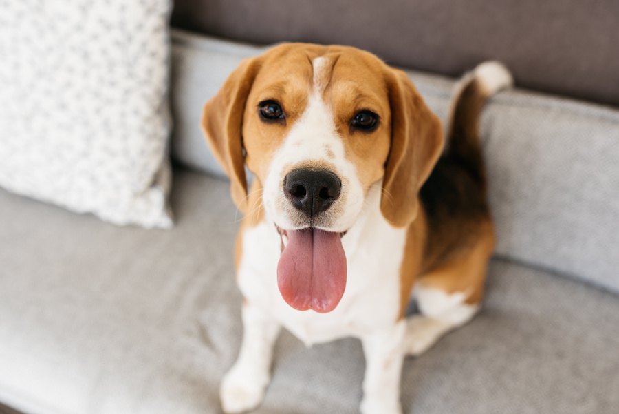 犬の垂れ耳の理由と、私たちが心しておきたいこと