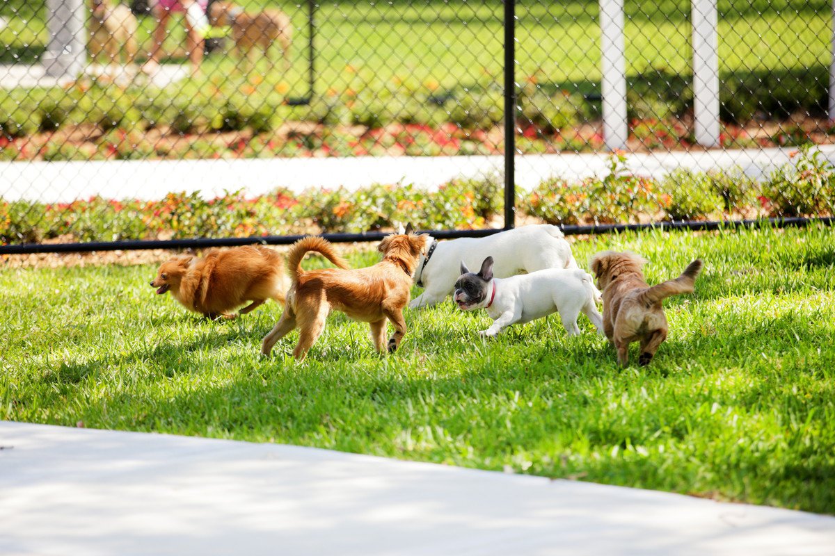 『ドッグランに行ってはいけない犬』の特徴４選　他犬を危険に晒す要注意ワンコの共通点とは…