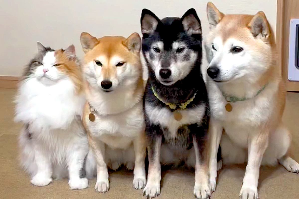 猫が『3匹の犬に育てられた』結果→順番に『おて』をさせてみると…影響を受け過ぎている『まさかの光景』が259万再生「犬かとｗ」「可愛い」