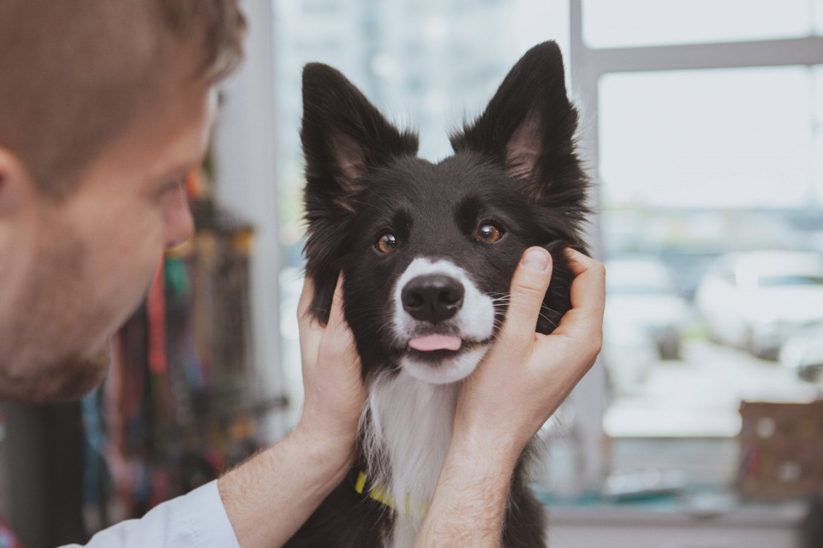 犬の『舌』でわかる健康状態！色の異常など状態で危険度を判断して