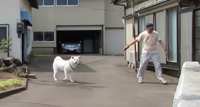 秋田犬ゆうきとのドライブから帰宅した映像