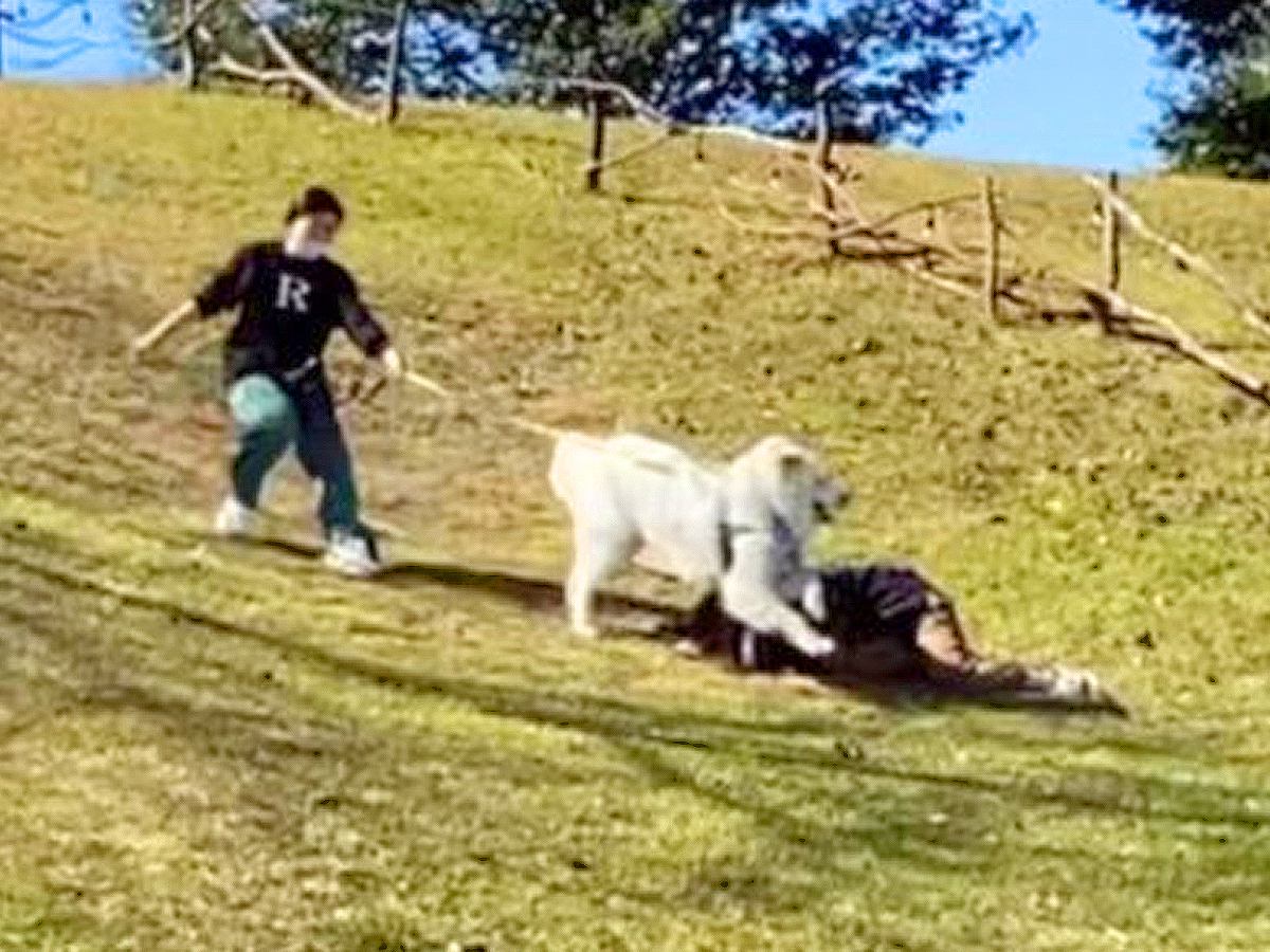 『前しか見てない超大型犬の子犬』が巻き起こした悲劇…まさかの盛大な展開に162万再生の反響「リード離さないの尊敬」感動と賞賛の声も