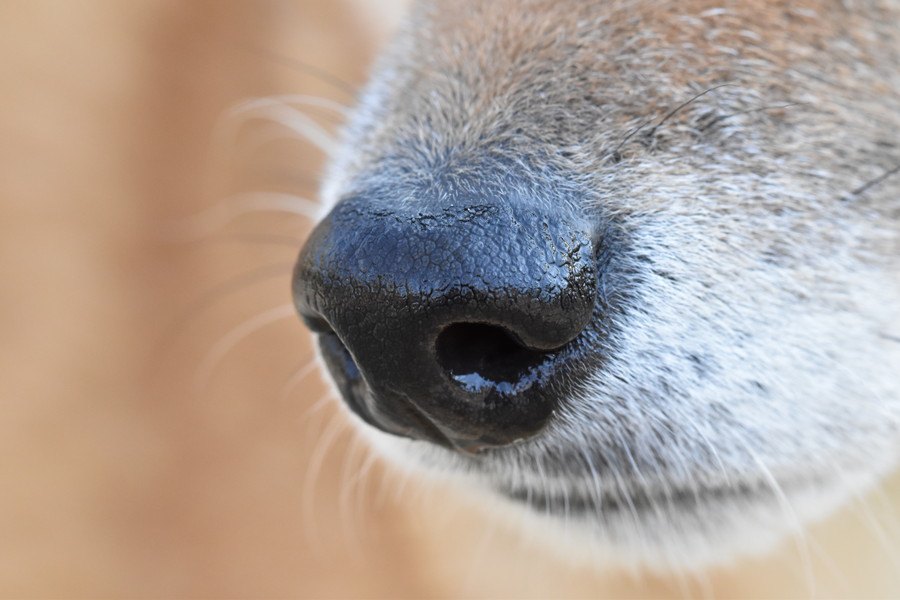 ピクピクさせるのはなんで？犬の『鼻』から分かる気持ち３選