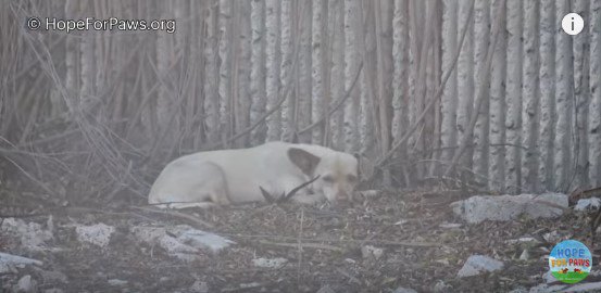 寂しい、怖い。それが全てだったチワワの幸せまでのカウントダウン