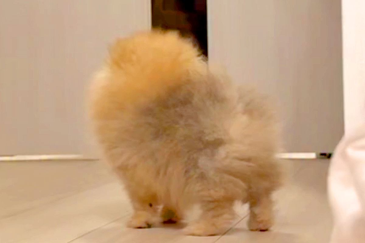 『パパだー！』帰宅時、ドアを開けた瞬間に"極小子犬"がお出迎え→とんでもなく尊い『熱烈大歓迎』が36万再生「可愛すぎ」「早く帰りたくなる」