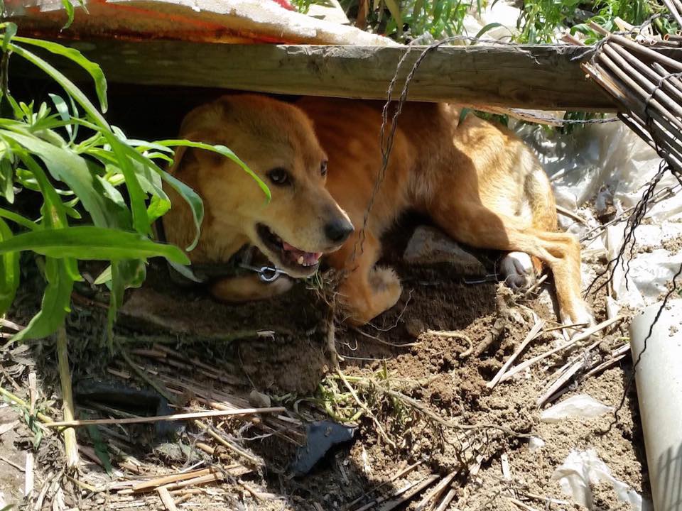 飼い主が入院、帰らぬ人に。取り残されてしまった3匹の犬たちは…