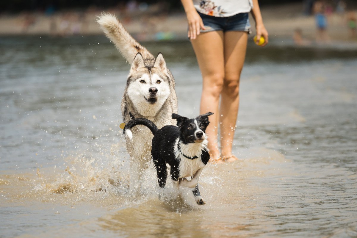 運動をたくさんしなければいけない犬種5選！必要な運動量や散歩時間とは？