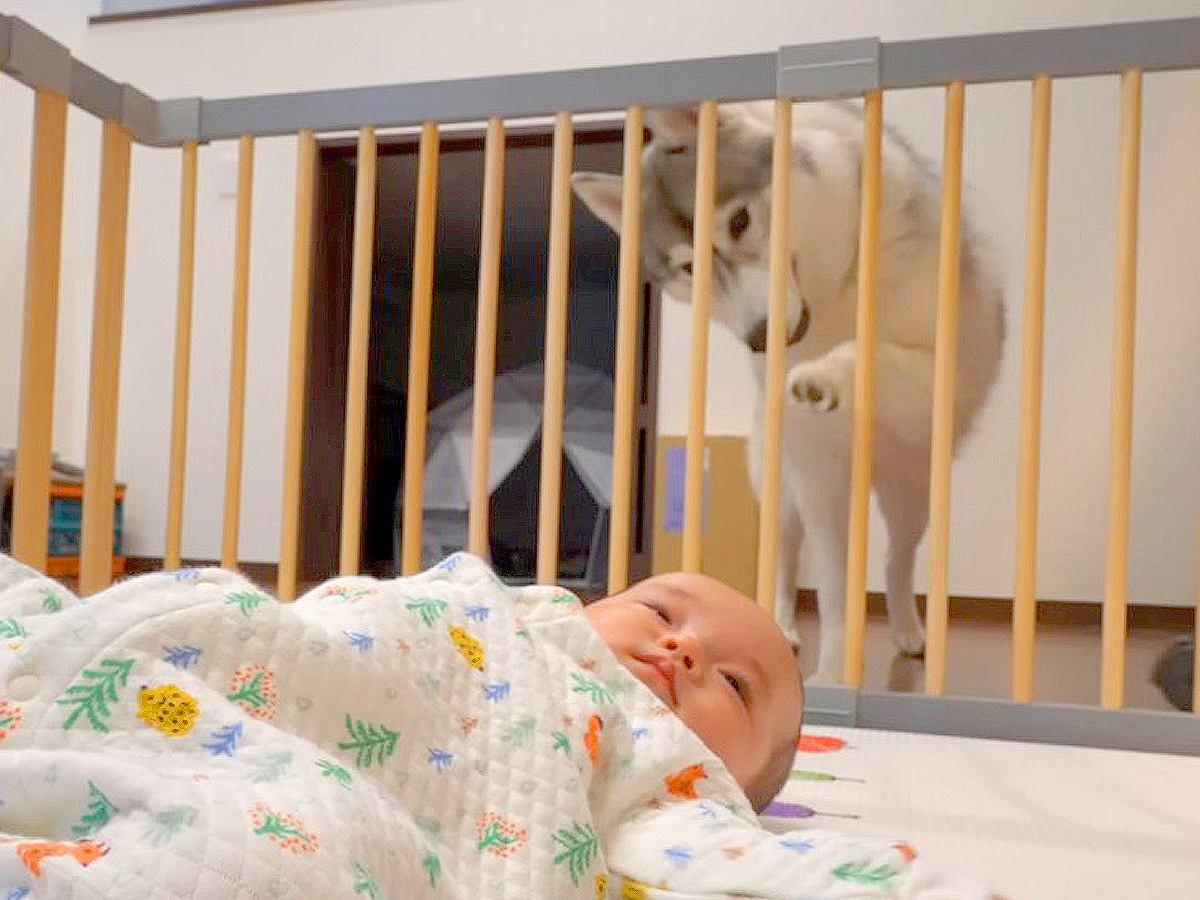 ハスキー犬が『大好きな赤ちゃん』と分離された結果…どうしても納得のいかない様子が16万再生「不満そうｗ」「いいお兄ちゃん」の声