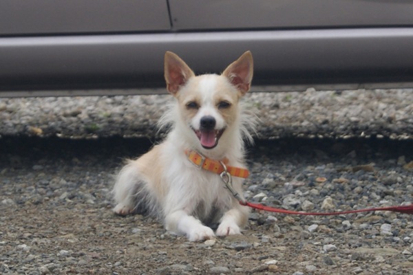 老犬がご飯を食べないのは余命が近い？愛犬の最期のときにすべきこと わんちゃんホンポ