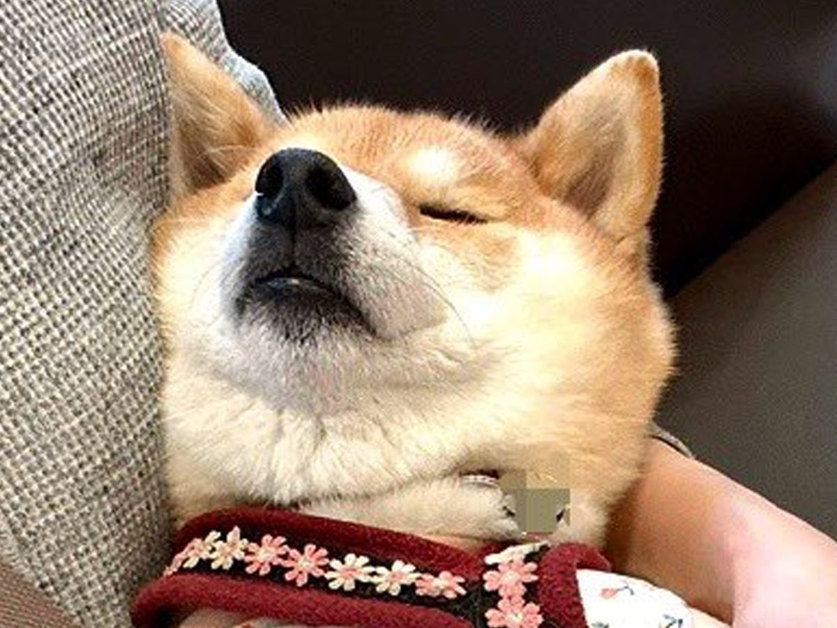 動物病院に行く度に驚かれる犬→待合室でみせる『まさかの光景』が21万表示「リラックスし過ぎてて笑った」「大物ですね」驚きと絶賛の声