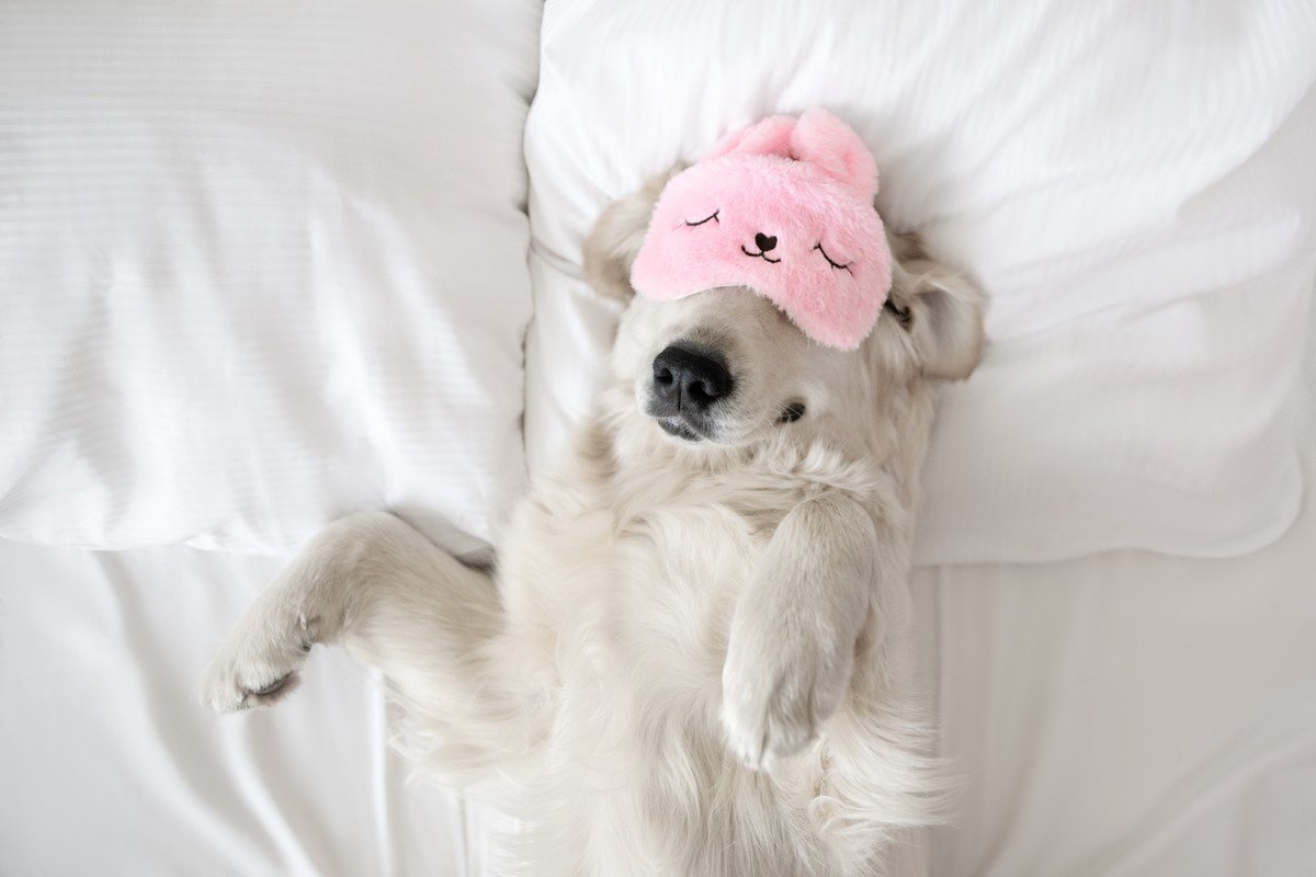 犬を『寝かしつける』方法5選　愛犬が眠りやすくなるポイントとは