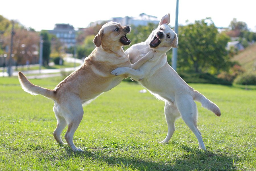 犬の『遊び』と『喧嘩』を見極めるコツ3つ