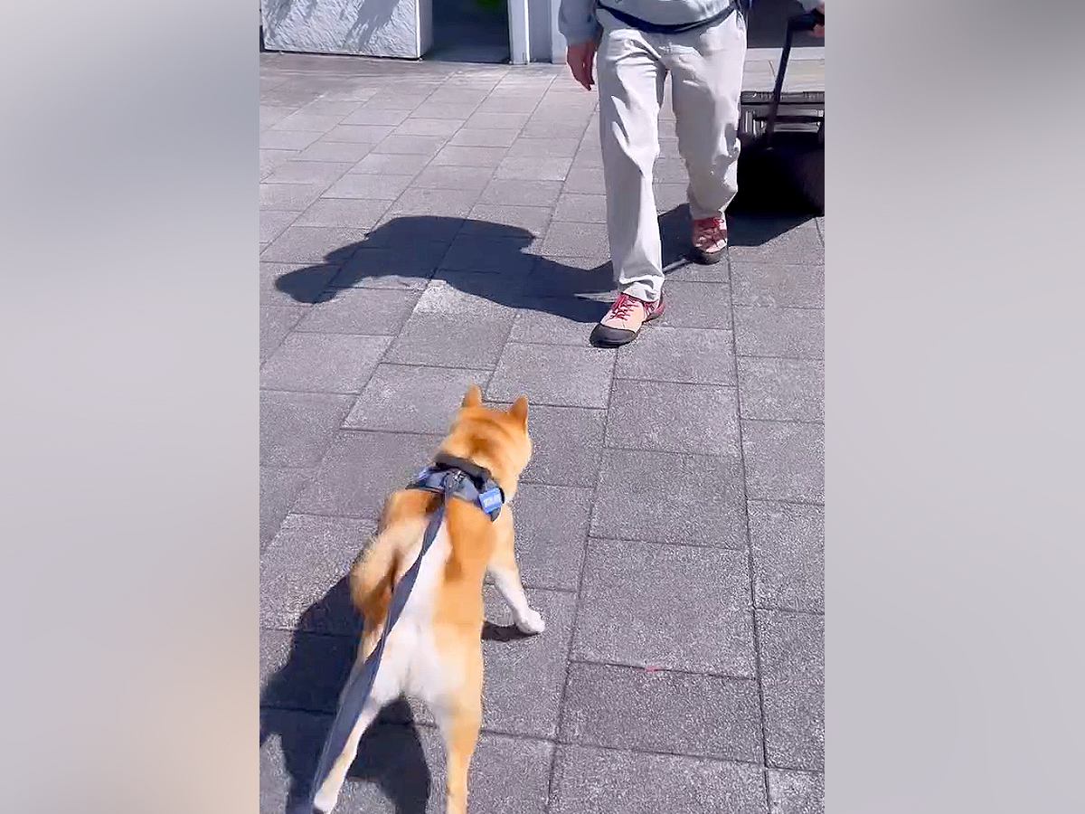 単身赴任中のお父さんと久々の再会を果たした犬→感動の光景と『あっさりすぎる結末』が19万再生「歓迎短いｗ」「意外とドライで笑ったｗ」
