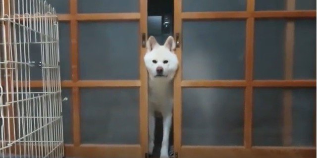 部屋に入りたいの？通れないの？何をしたいのかわからない秋田犬