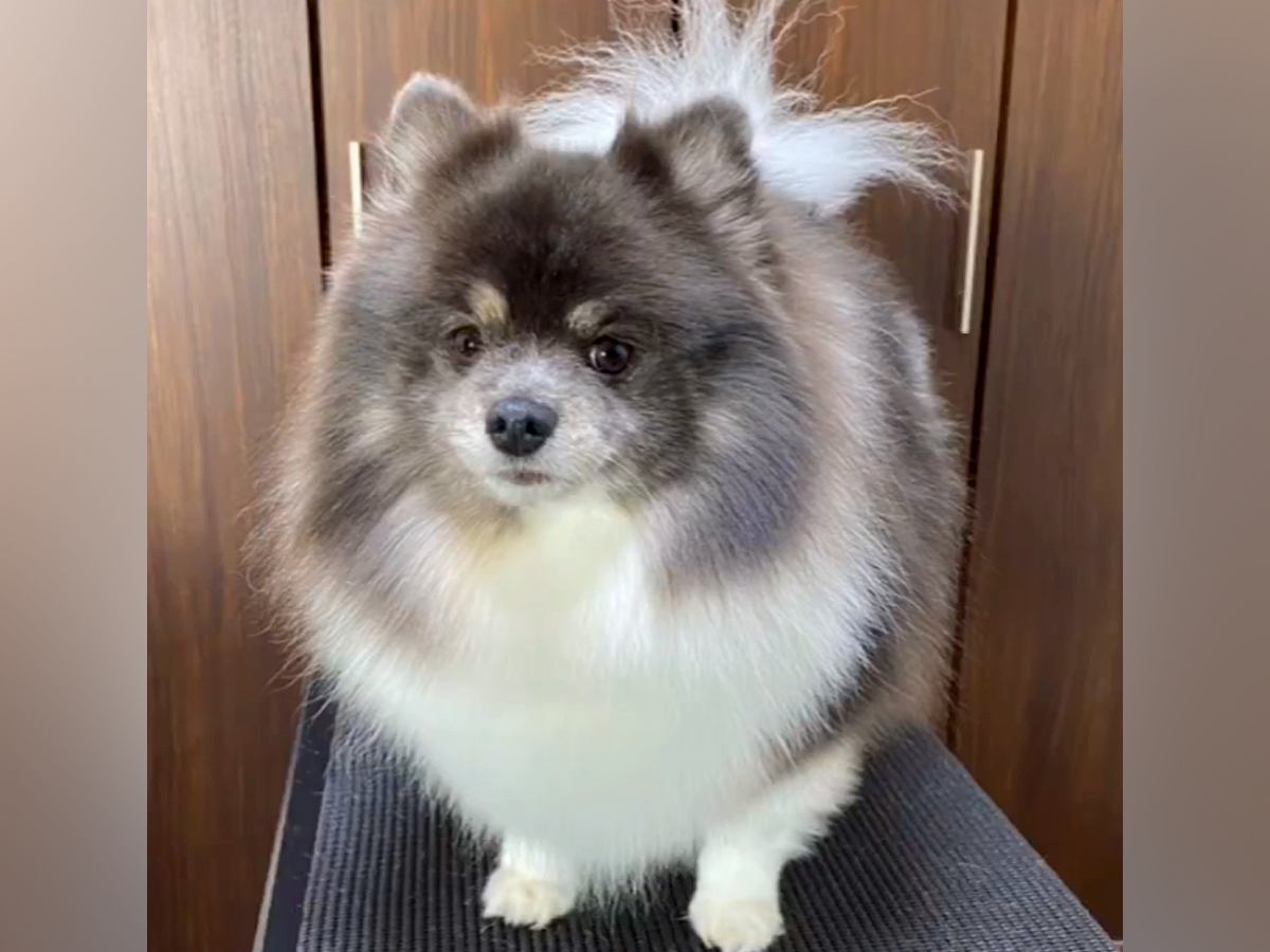 もふもふに毛が伸びた犬→『カットしたらスリムになるかな』と思ったら…想定と違う『トリミング後の光景』が634万再生「毛瘦せするタイプｗ」