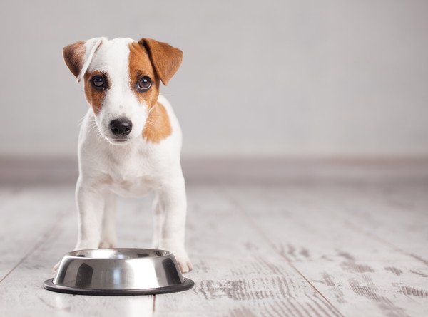 いただきません！愛犬がご飯を食べない理由とその工夫