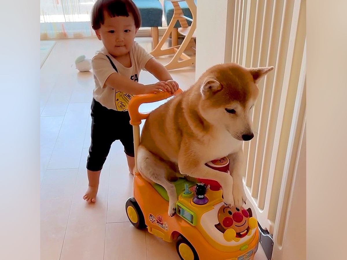 赤ちゃんと車遊びをする犬→仲良しだなと思っていたら…『コントのような展開』が切なすぎると297万再生「顔が最高ｗ」「いいコンビ」と爆笑