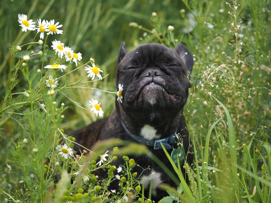 犬は「匂い」からどんな情報を集めてるの？