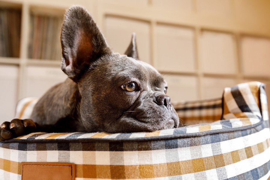 夏の犬のお留守番で絶対にしてはいけないNG行為５選！最悪、愛犬が死亡することも…？