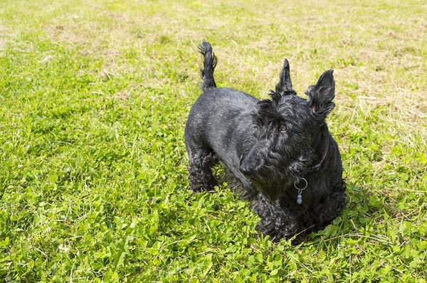 犬の皮膚のしこりからわかる関連する病気について