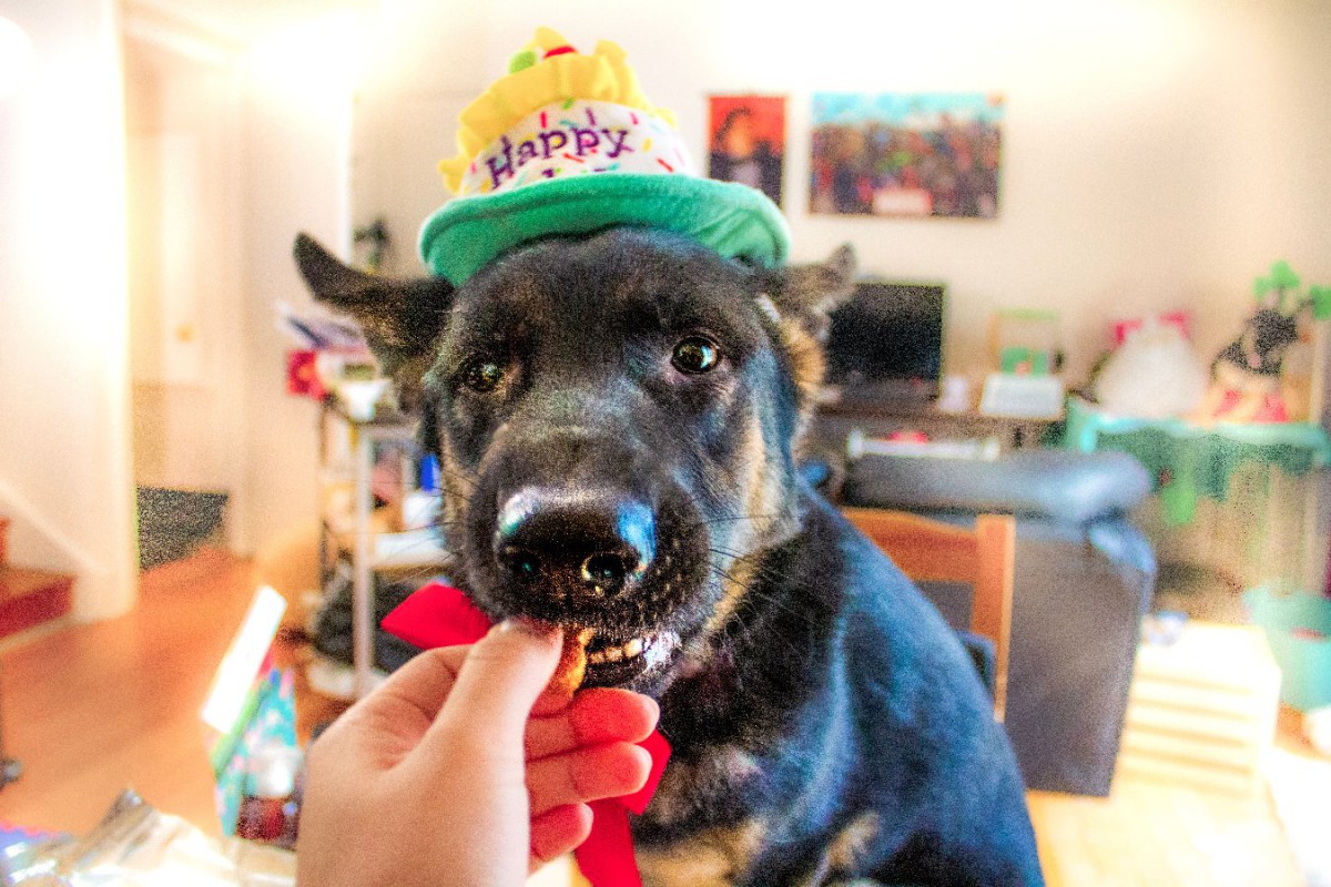 愛犬を確実に喜ばせる『お誕生日の祝い方』5つ♡注意点とあわせて紹介