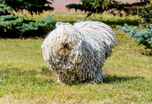 プーリーの性格と特徴、値段や飼い方からモップのような子犬の画像まで