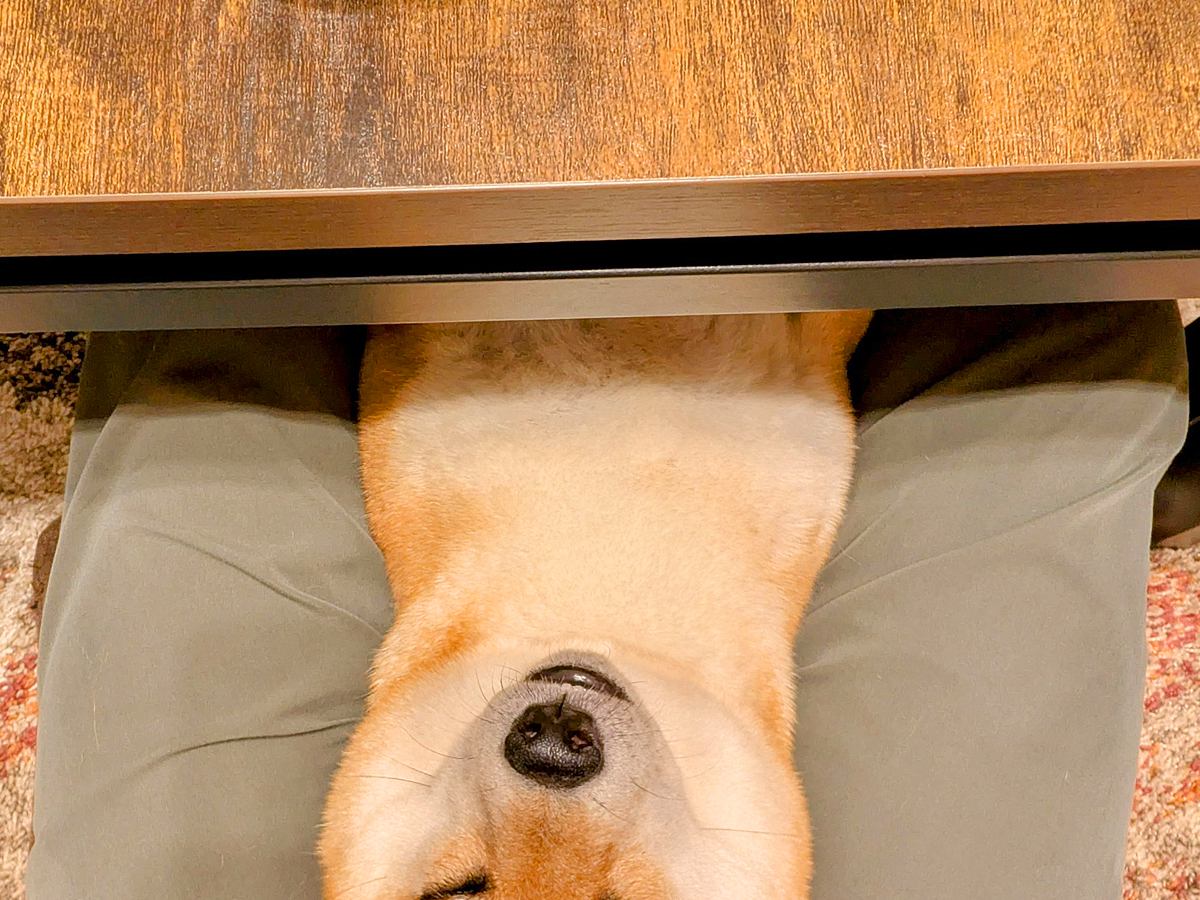 食事中、ふと下の方を見てみた結果→いつの間にか犬が…想定外だった『まさかの光景』に6万3000いいね「直立で笑った」「常習犯ｗｗ」と爆笑