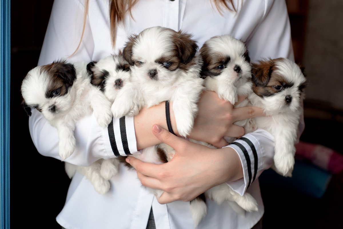 【多頭飼い】犬の飼い主さんのパニックに失笑！病院へはみんなで来ないで欲しい！